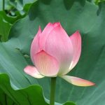 petereda的头像-洛雪音乐助手-软件分享