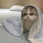 Aodcc的头像-洛雪音乐助手-软件分享