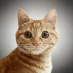 wwjzyq的头像-洛雪音乐助手-软件分享