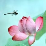 ʏʏds的头像-洛雪音乐助手-软件分享